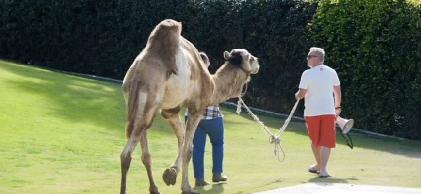 Lasse walking a camel