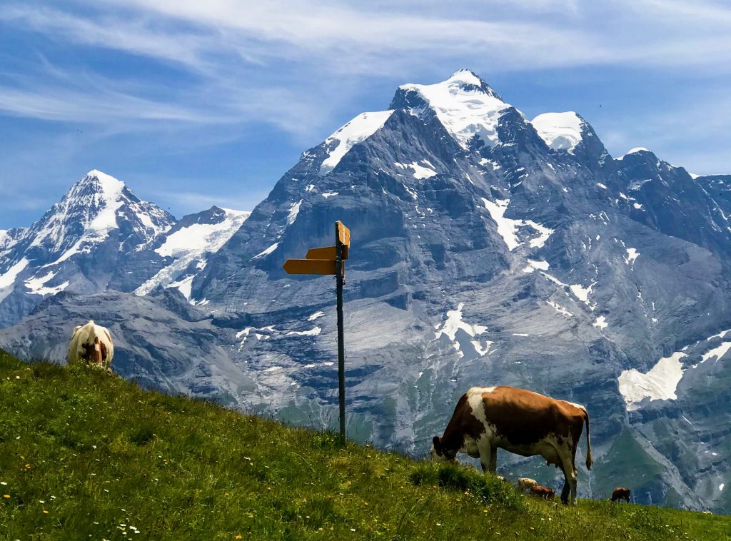 A cow in the Alps with a snowy mountain in the background